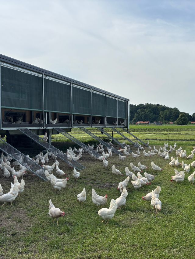 poppei willkommen mobiler stall